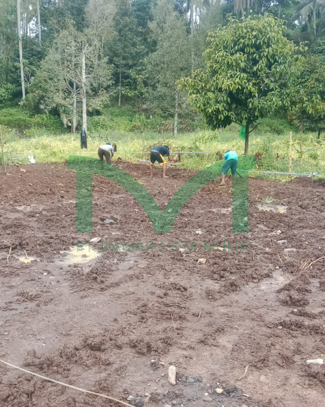 persiapan lahan greenhouse